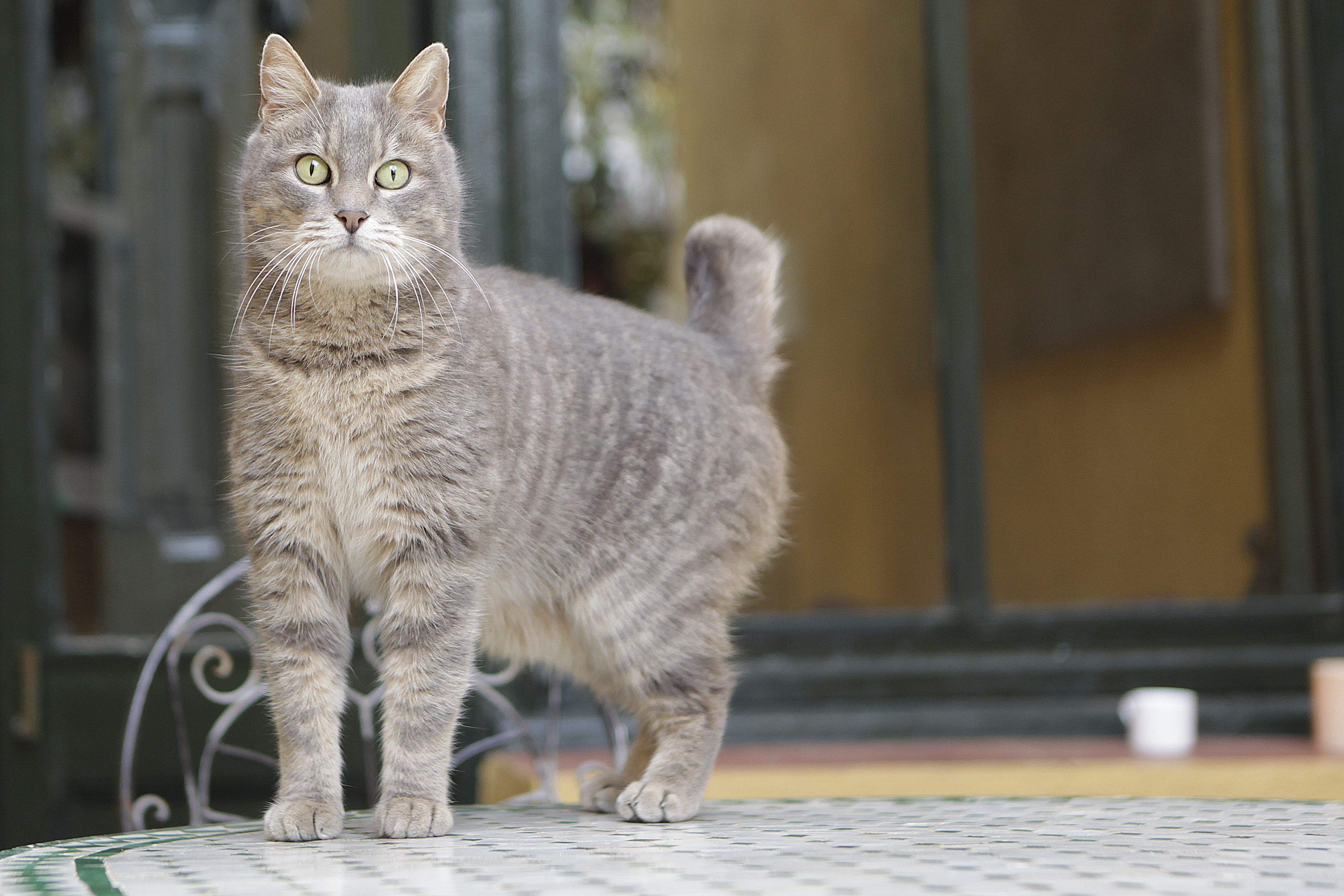 El gat Max, un gat molt trempat. FOTO: Artur Ribera