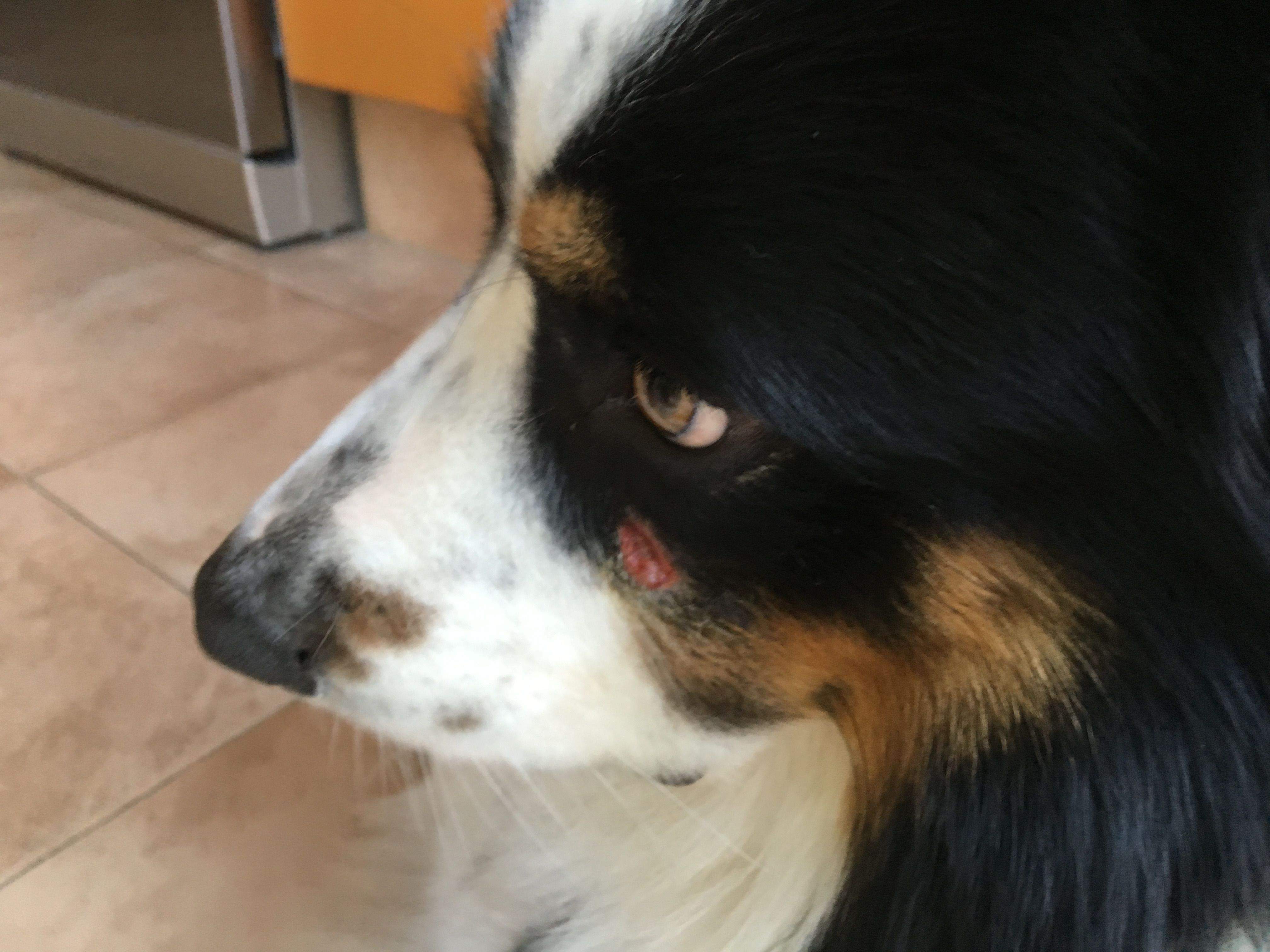 El gos d'una veïna de Valldoreix ha patit diverses mossegades FOTO: Cedida