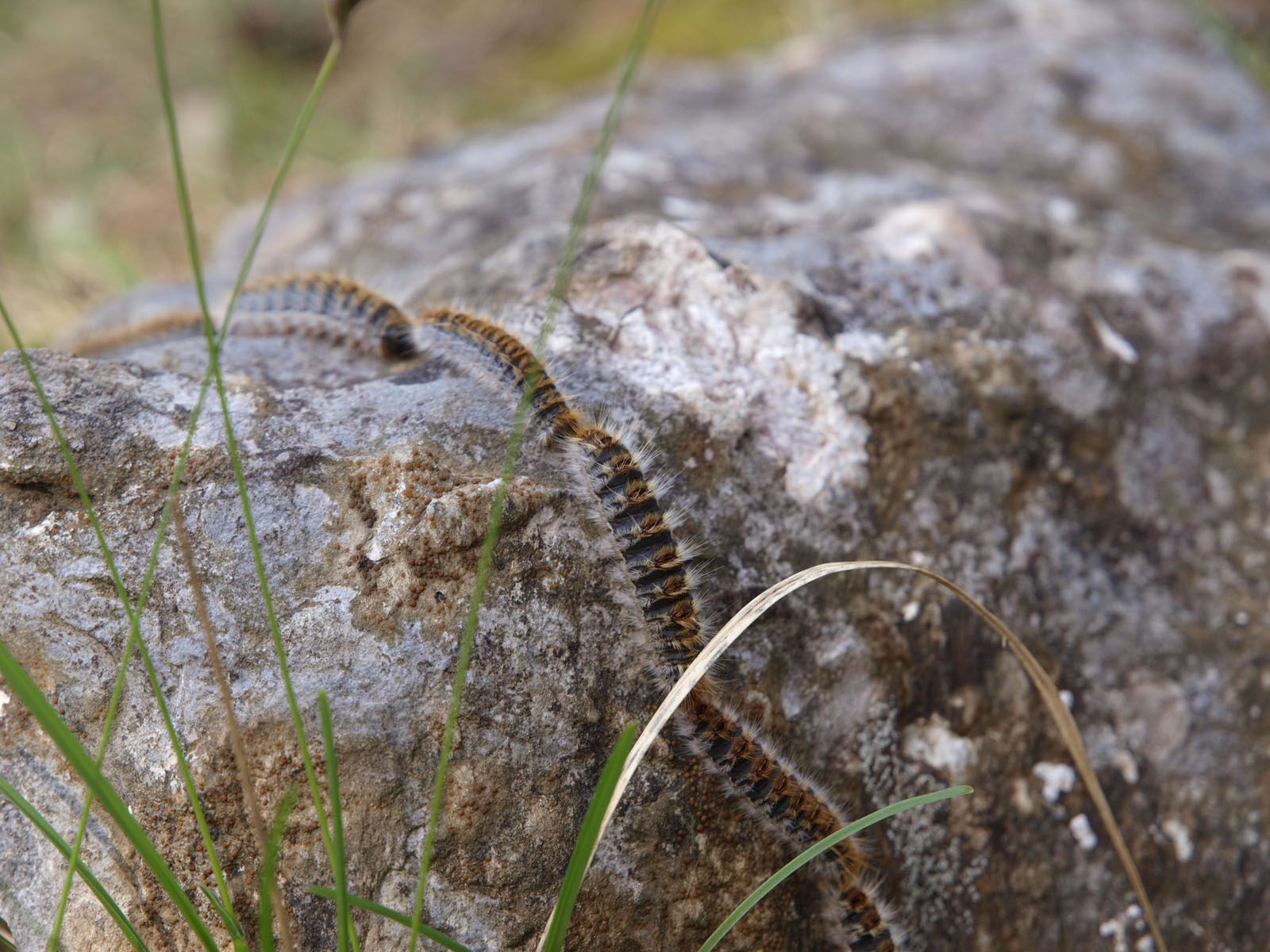 Les erugues van en processó, per això adopten aquest nom FOTO: Artur Ribera 
