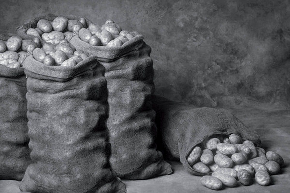 “El meu avi era un especialista a obrir els solcs per plantar les patates” Foto: Cedida/Arxiu