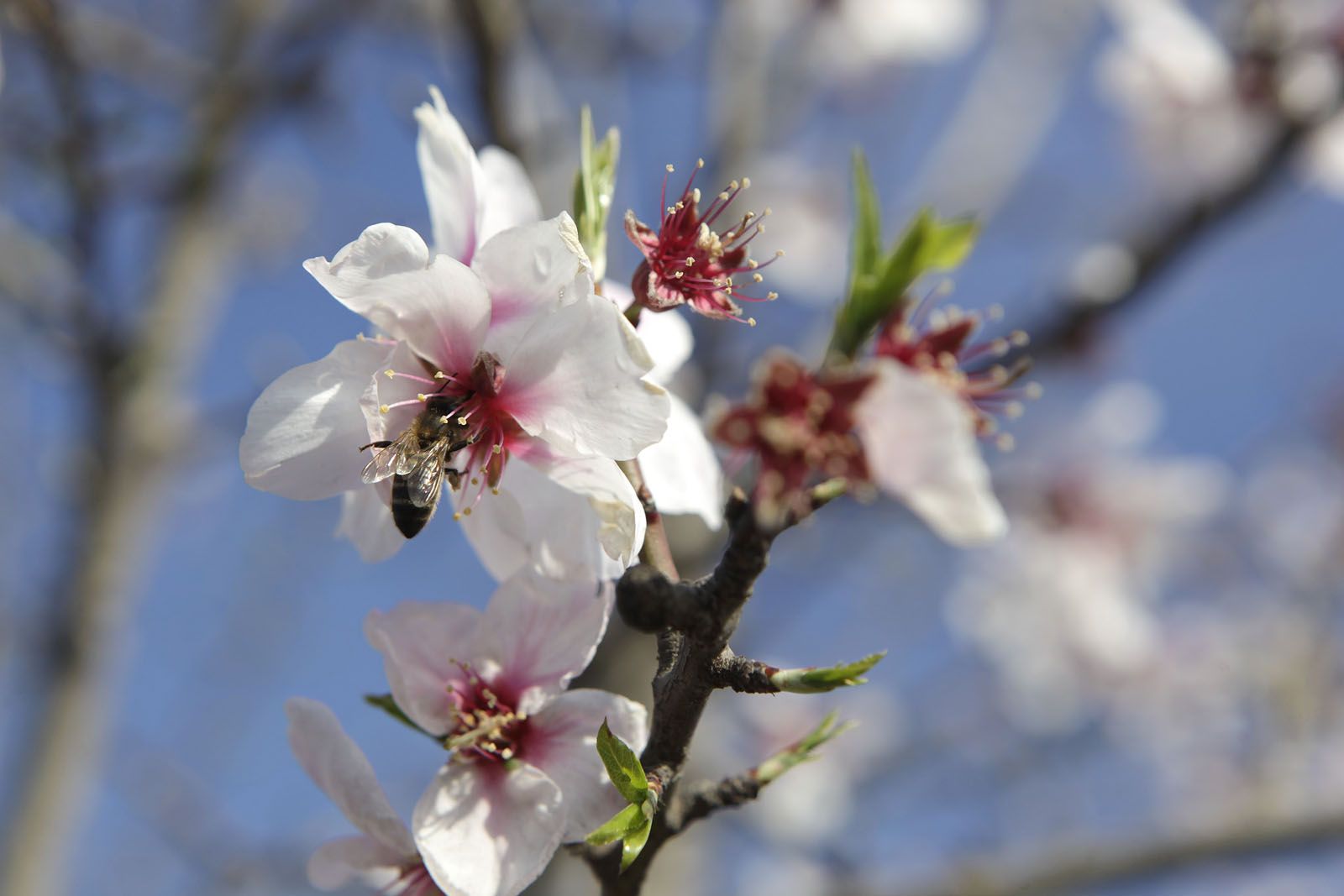 Tot i el febrer, ha de florir l'ametller. FOTO: Artur Ribera