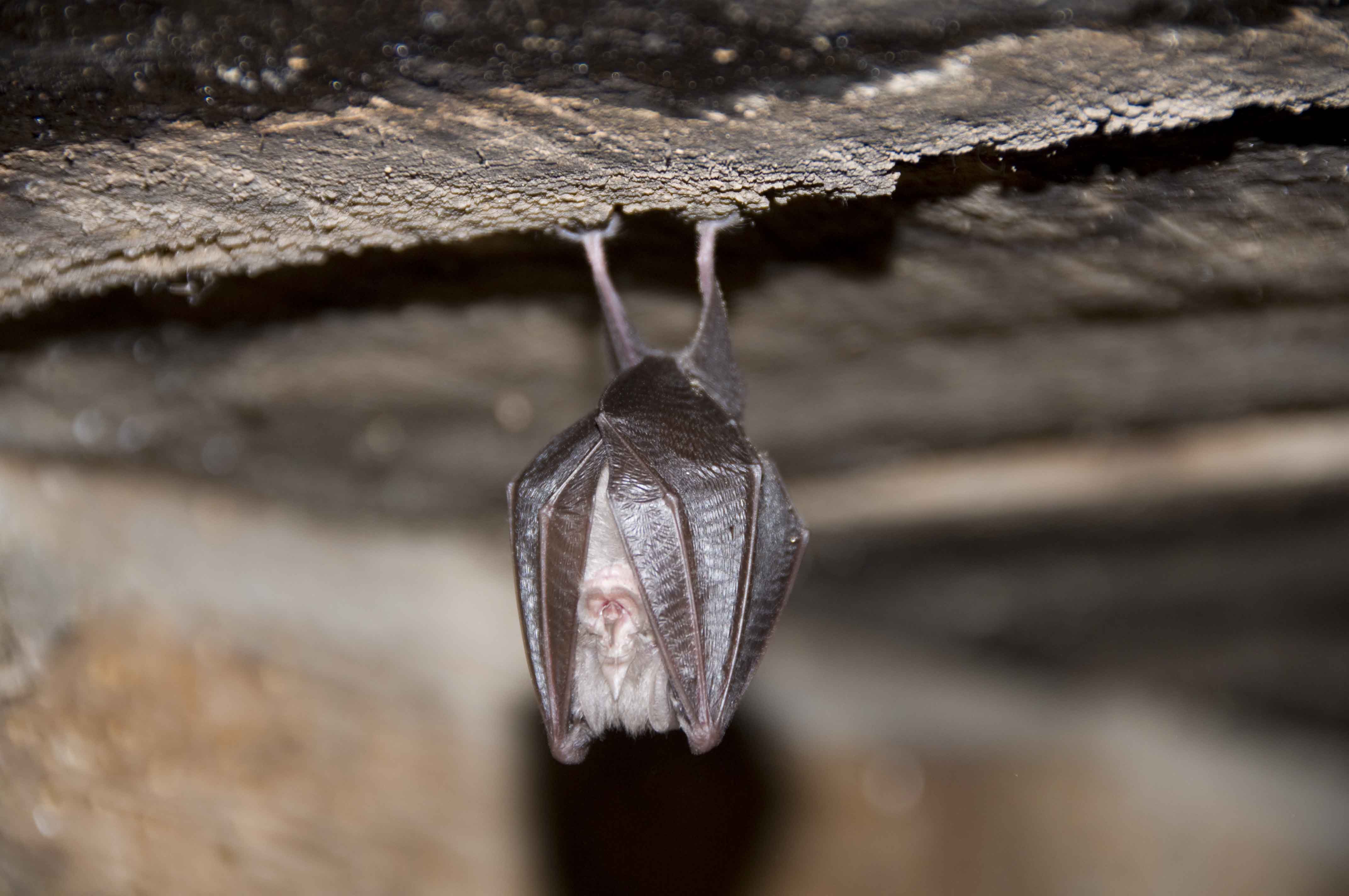 El ratpenat és un dels depredadors del mosquit tigre FOTO: Arxiu