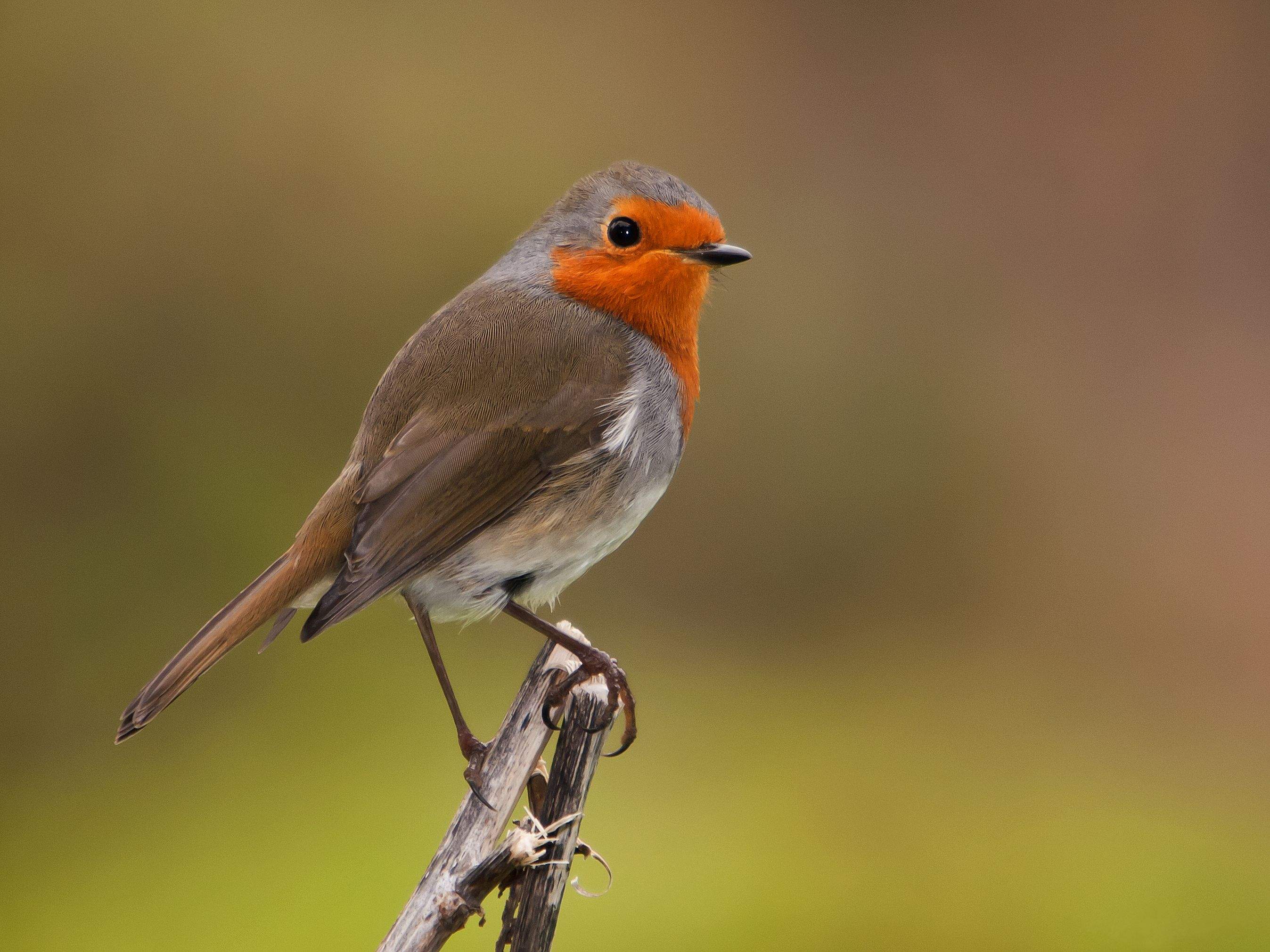Pit-roig (Erithacus rubecula). Molt comú en aquesta època de l’any i fàcilment identificable pel pit taronjós que presenta FOTO: Cedida