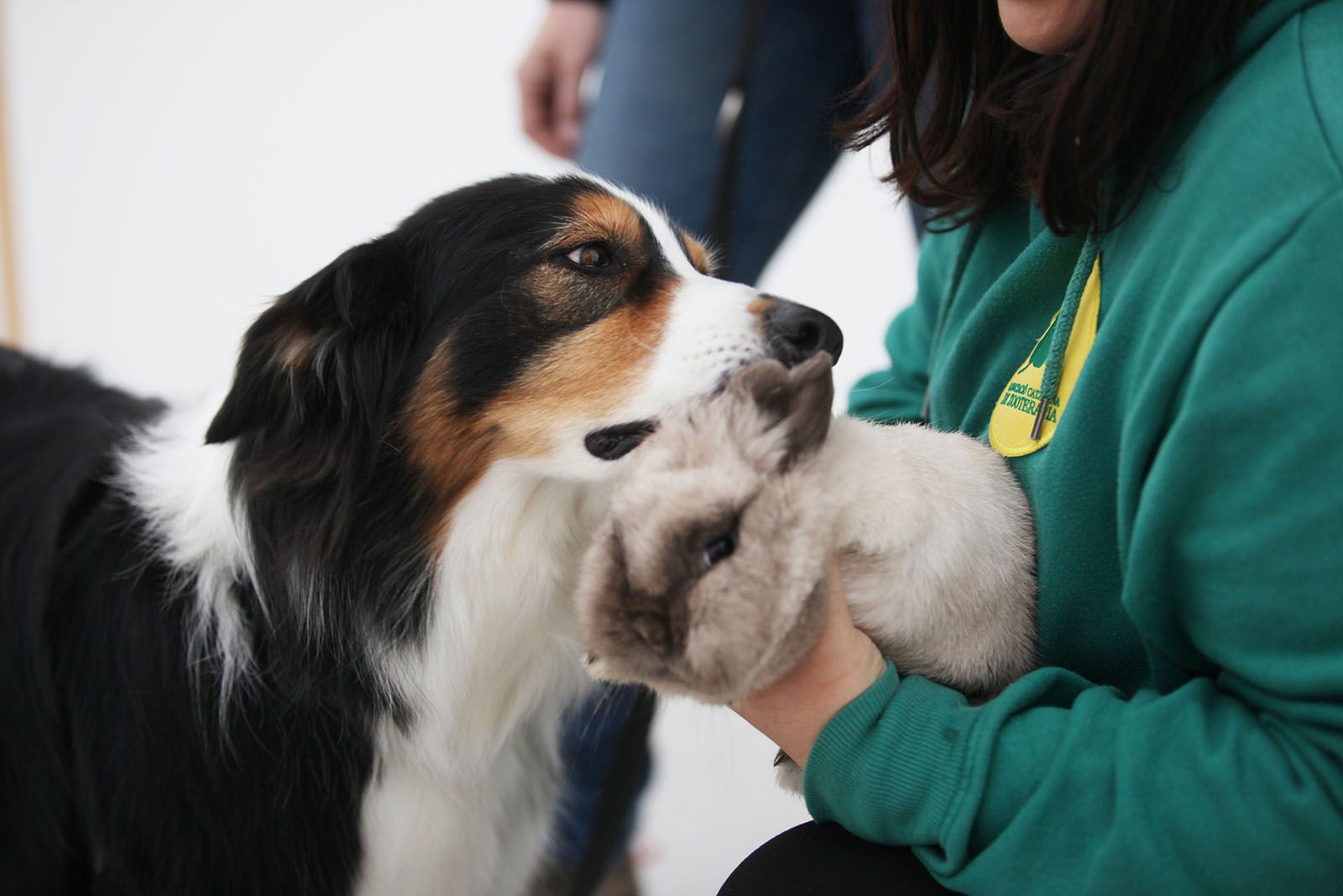 Actualment hi participen sis infants que treballen diferents objectius amb gossos, conills i, fins i tot, una tortuga. FOTOS: Lali Puig