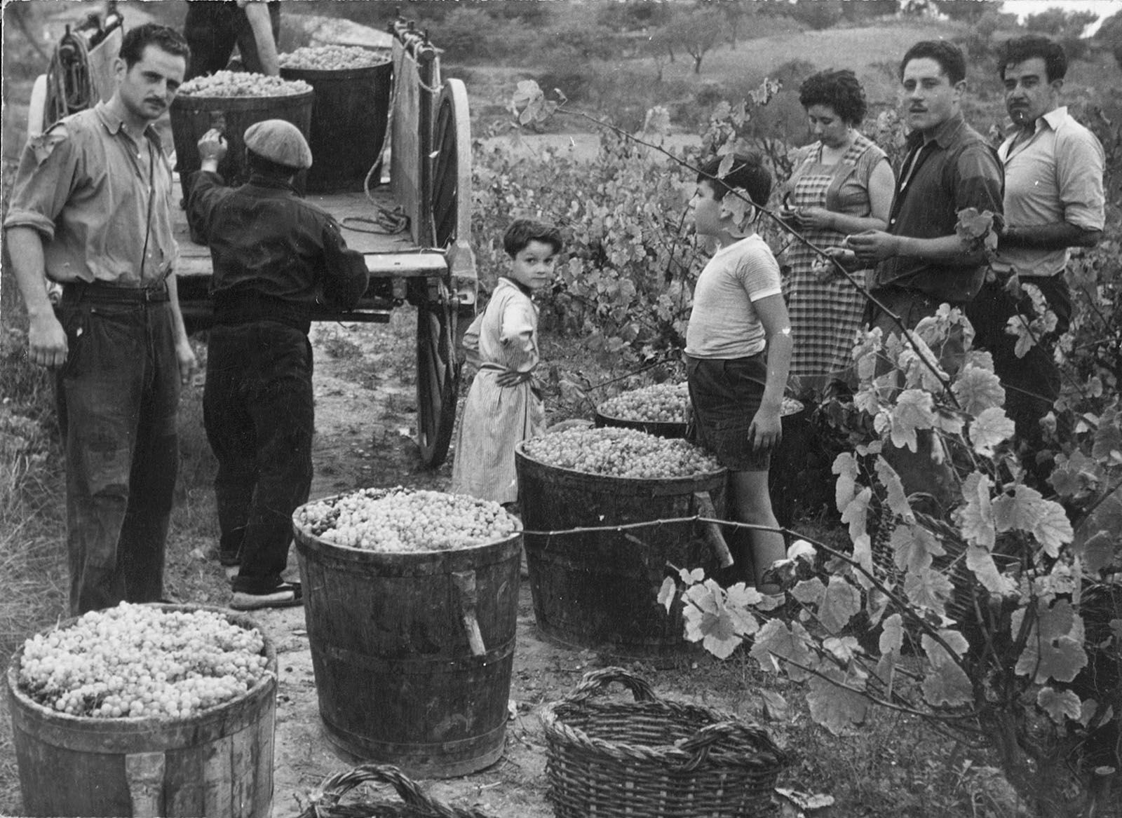 Verema a les vinyes de Can Bell anys 50 Foto Jordi Bell