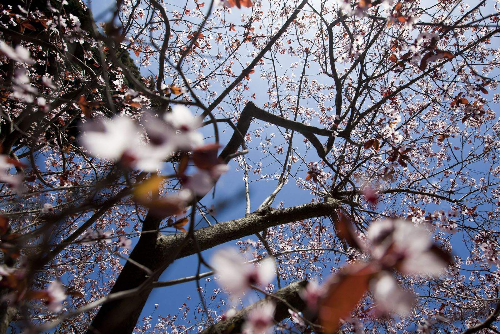 Hivern florit   FOTO: Lali Puig