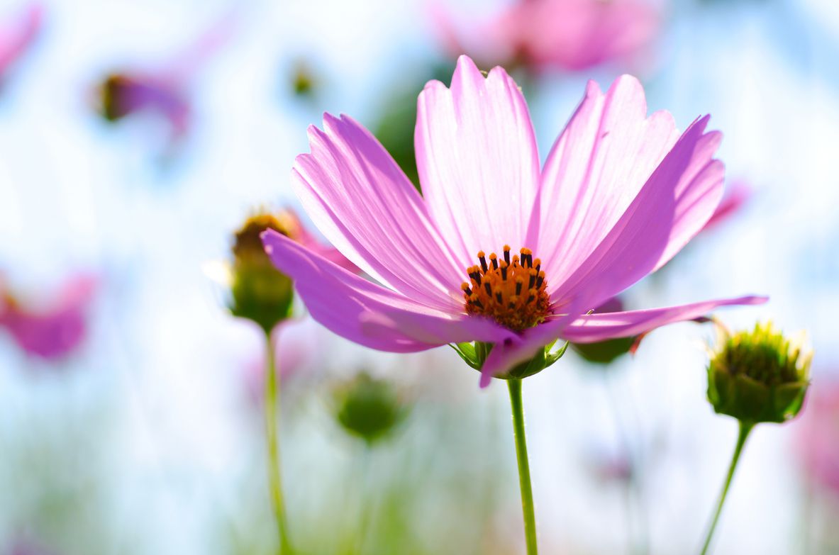 Treu el màxim partit del teu jardí FOTO: Cedida