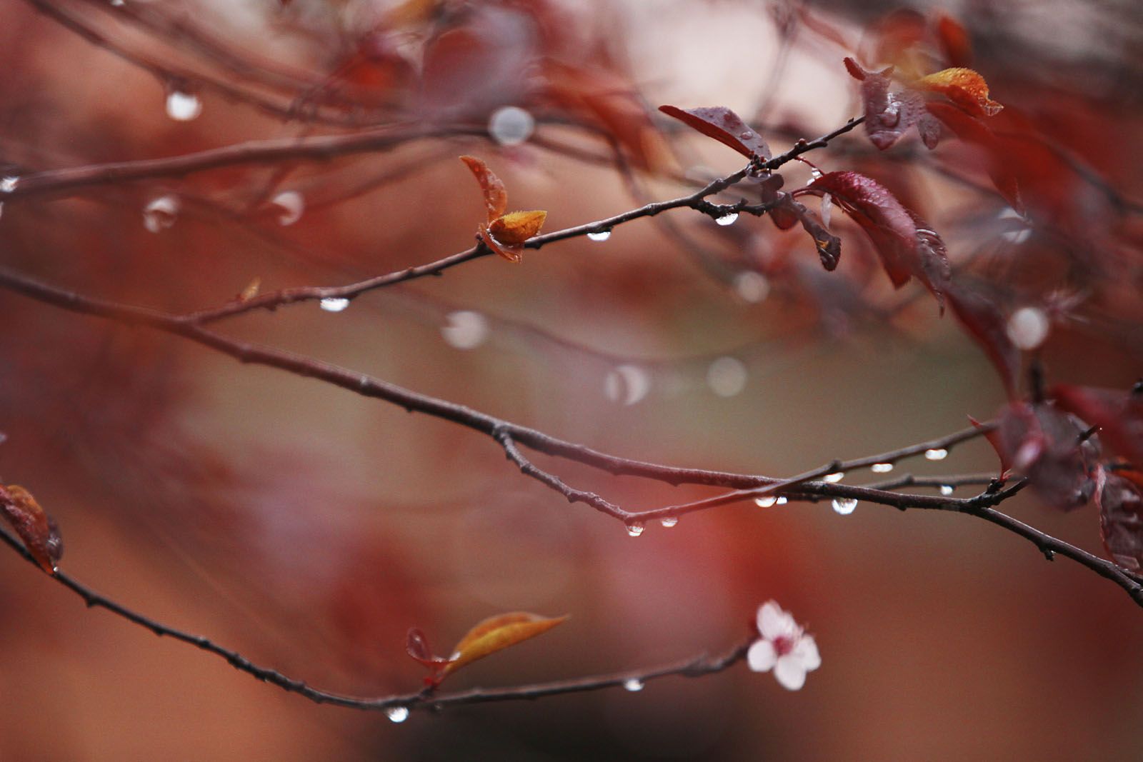 Dies de pluja  FOTO: Lali Puig
