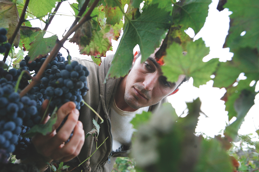 Kevin Fisher mirant un dels 200 ceps que tenen a Can Montmany FOTO: Artur Ribera 