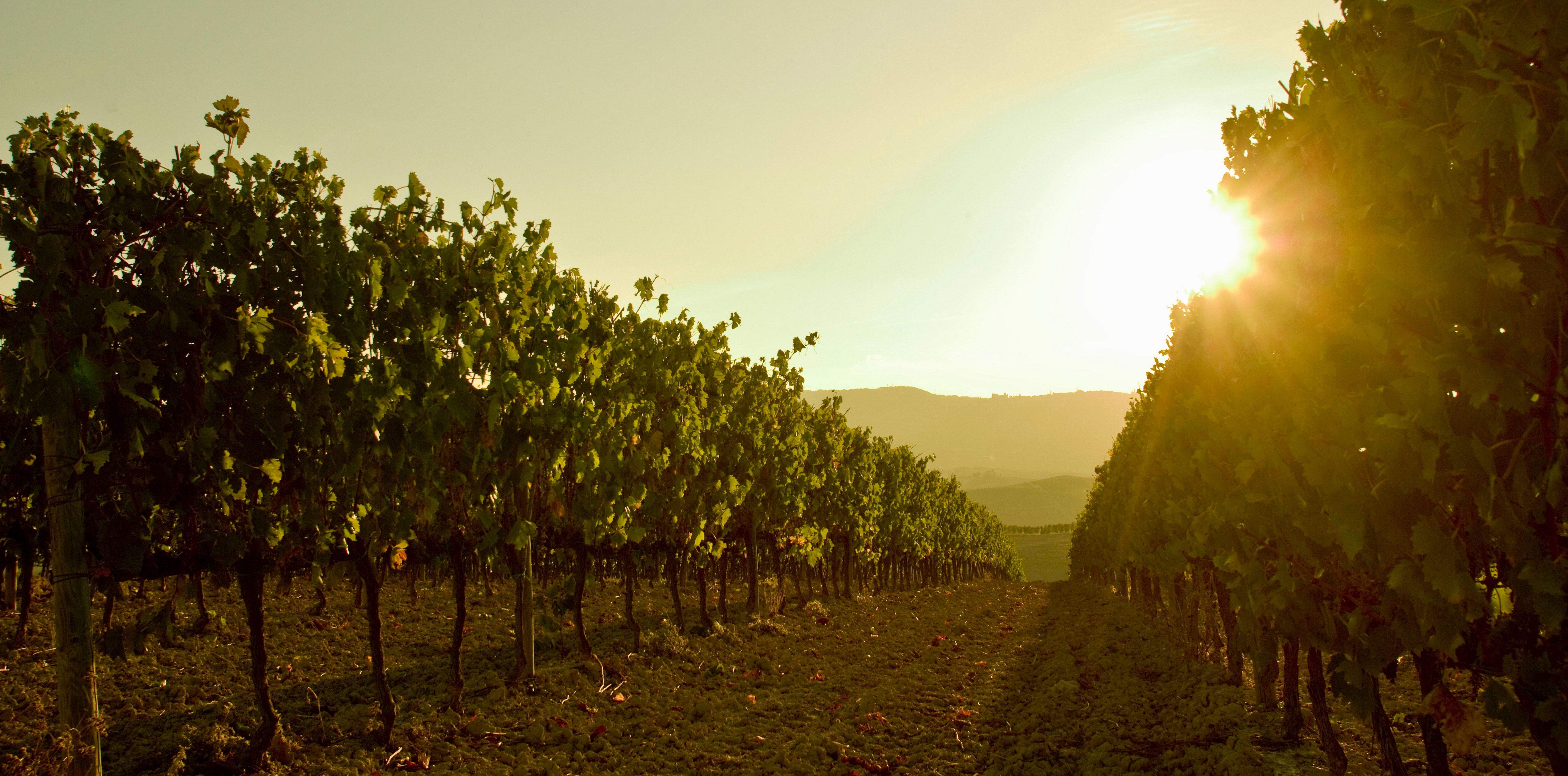 Aquest vi només es pot fer quan el cep té fongs FOTO: Cedida 