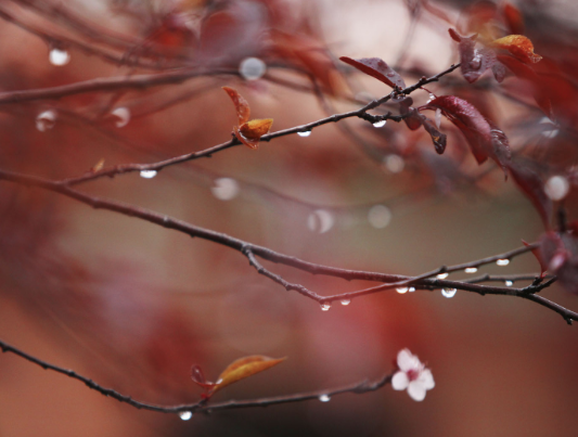 Durant el cap de setmana s'espera temps primaveral FOTO: Lali Puig 