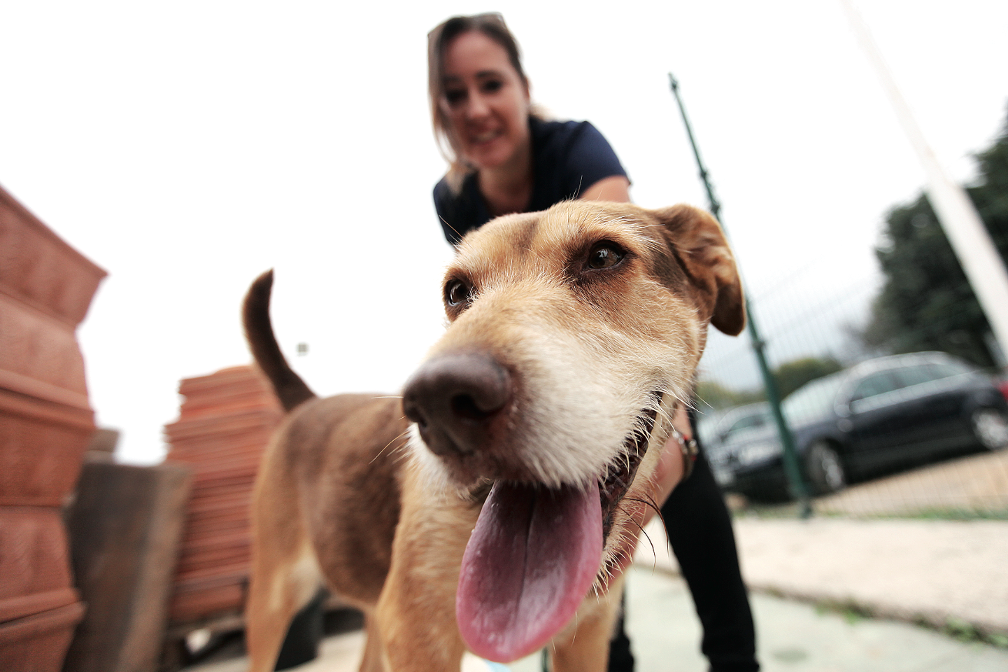 Sant Cugat no té un centre d'acollida per animals domèstics FOTO: Lali Puig