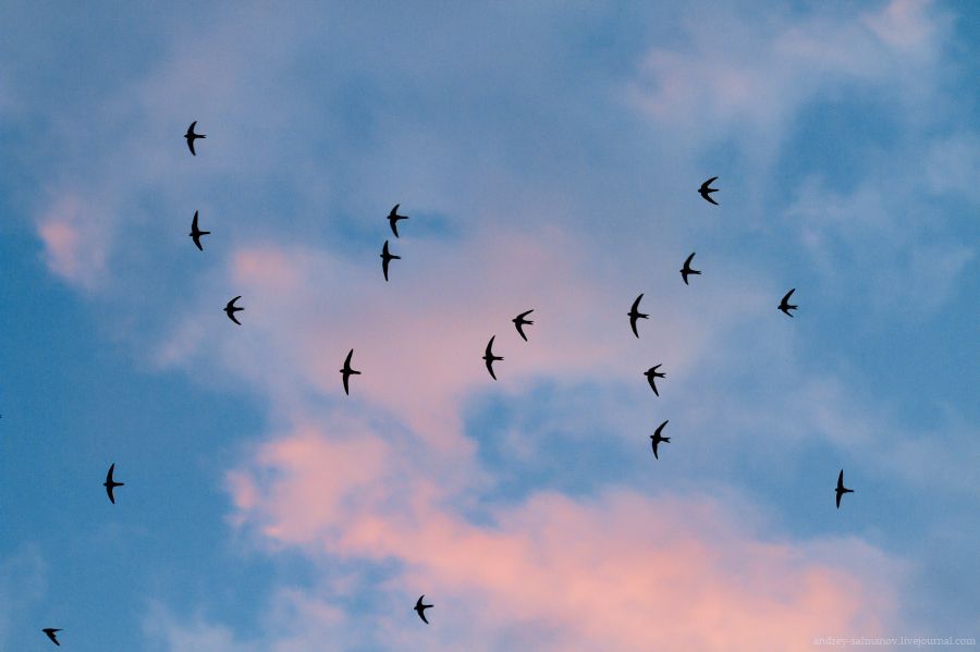 Les orenetes sempre tornen al mateix niu