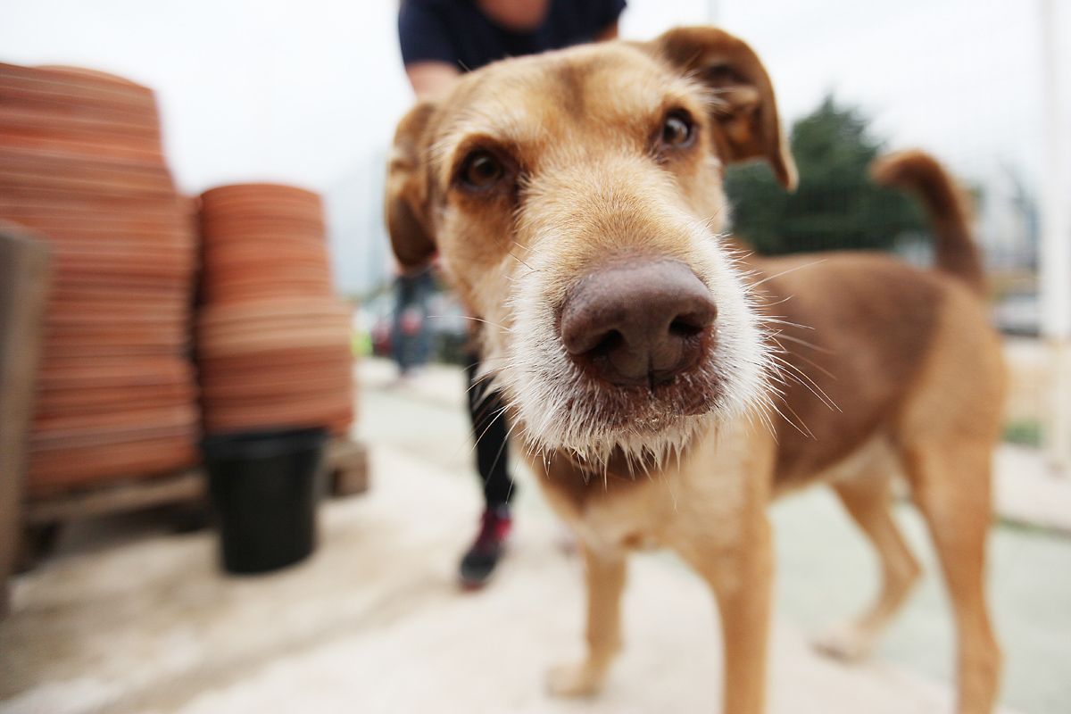 La Taula pel Benestar Animal es va crear el 2016 FOTO: Lali Puig