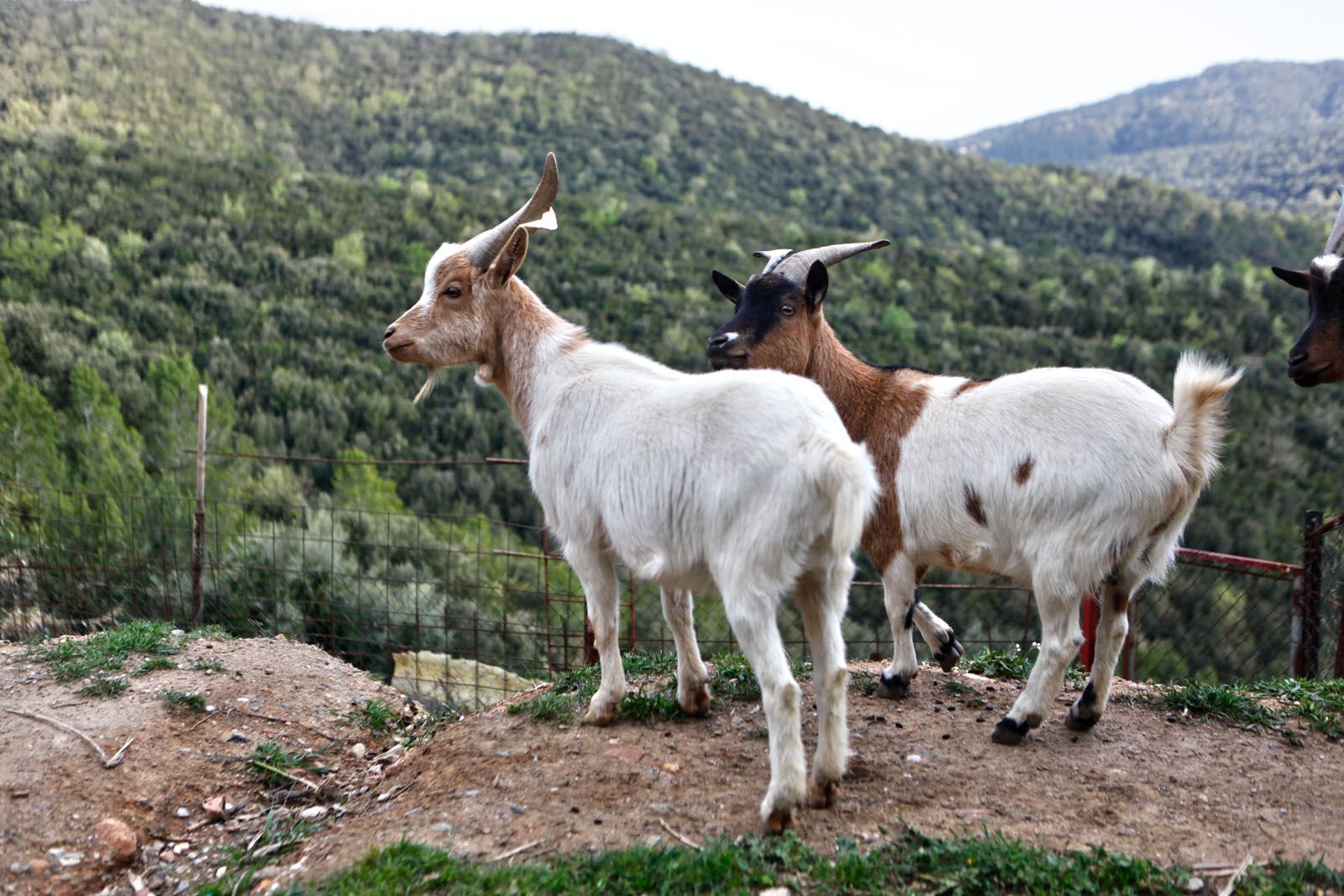 Com les cabres FOTO: Artur Ribera