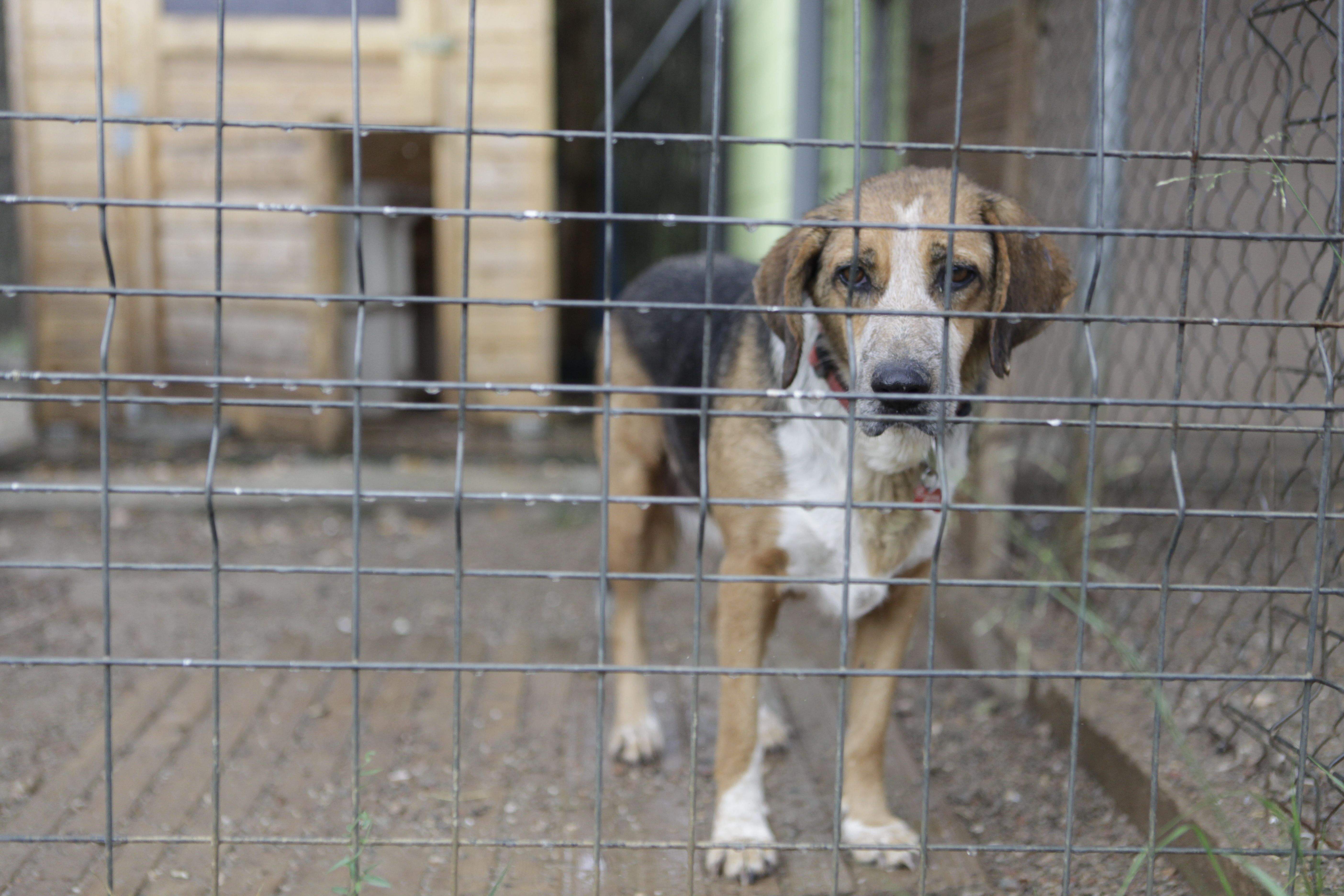 L'abandonament és un dels reptes que vol afrontar la Taula FOTO: Artur Ribera