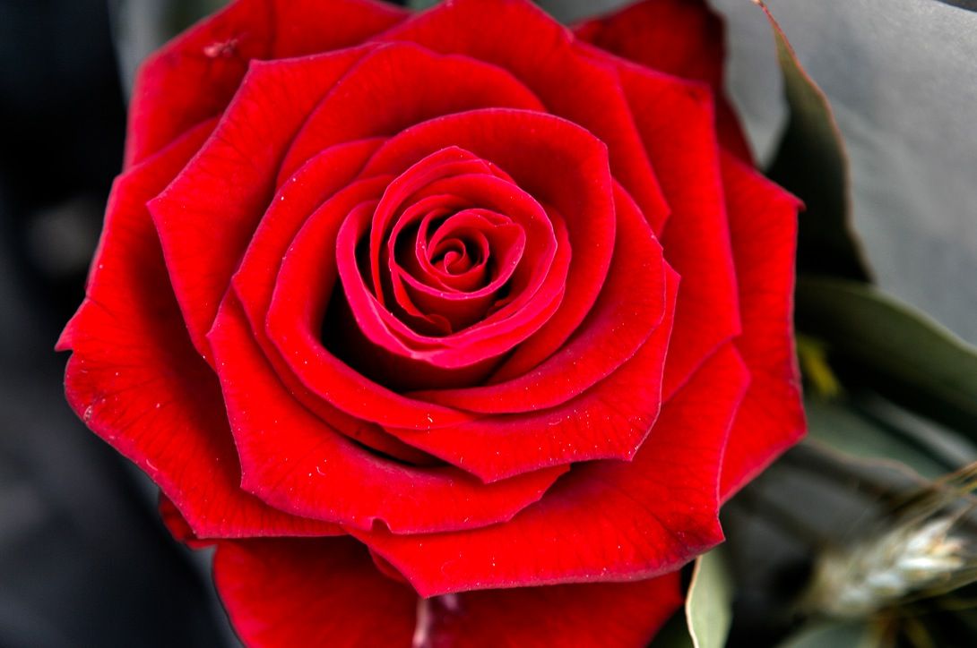 És Sant Jordi a Sant Cugat  FOTO: Artur Ribera