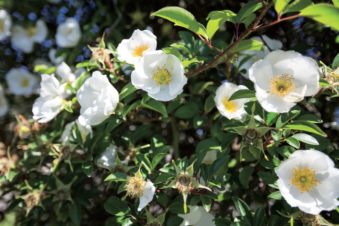 Les varietats de roses cultivades són molt diverses  FOTO: Hipòlit Moreno