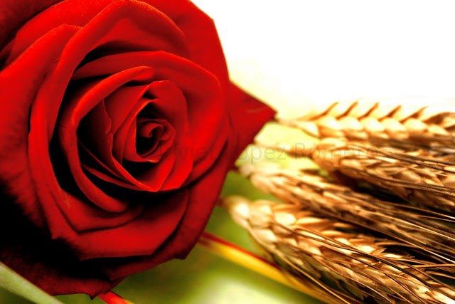 Com mantenir les roses de Sant Jordi  FOTO: Cedida