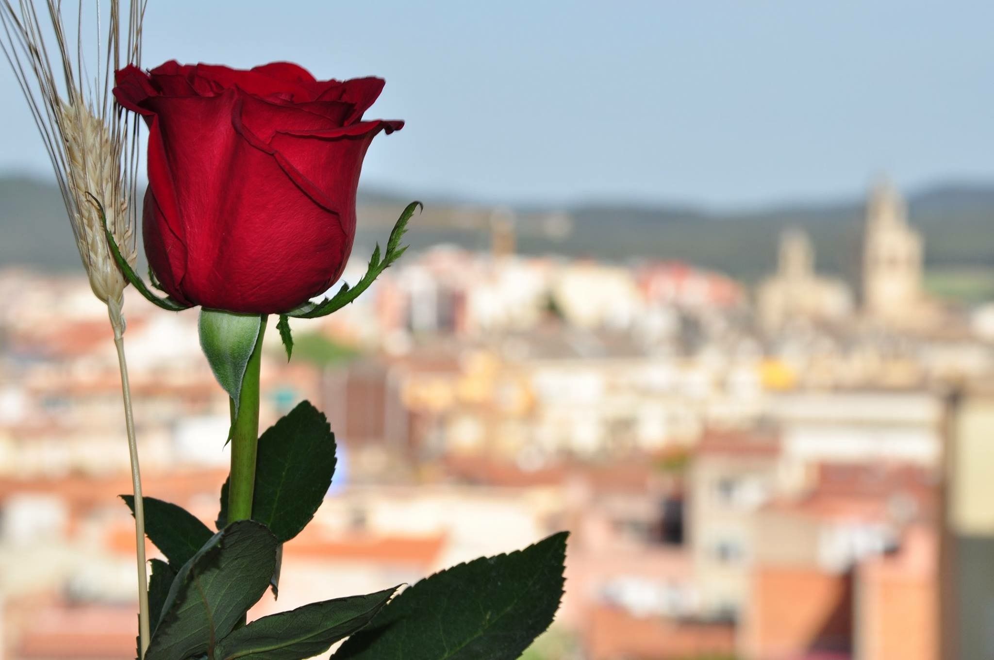 Mònica Prats Vilches