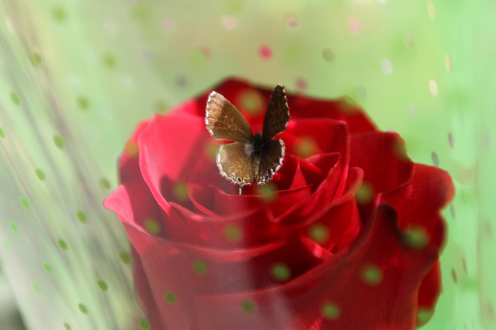 Sant Jordi ens dóna ales: FOTO Haidy Blanch