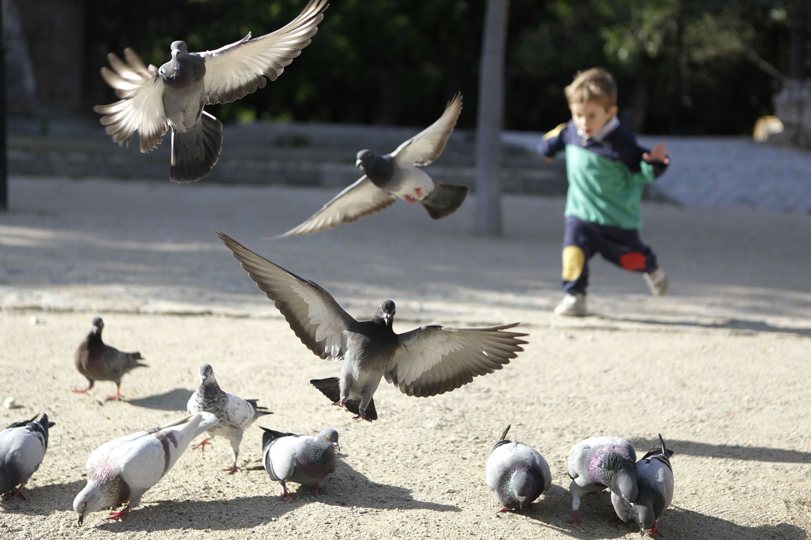 Fer volar coloms FOTO: Artur RIbera