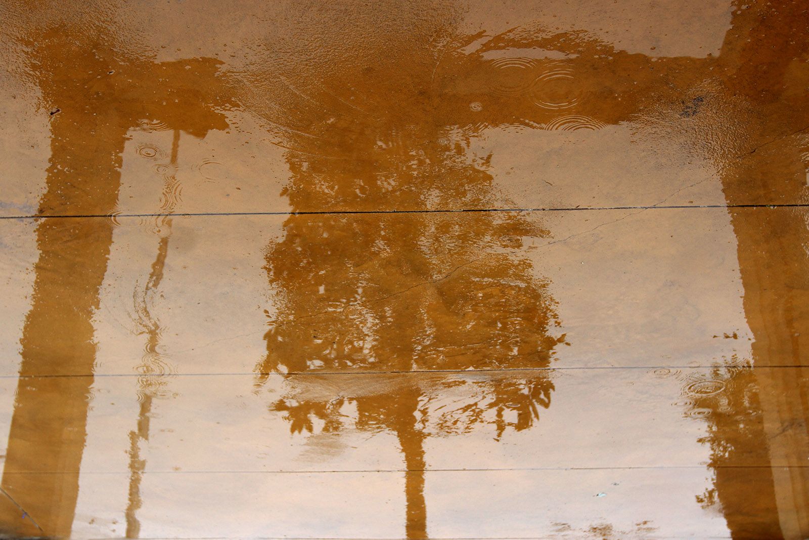 Ferrosíntesi FOTO: Haidy Blanch