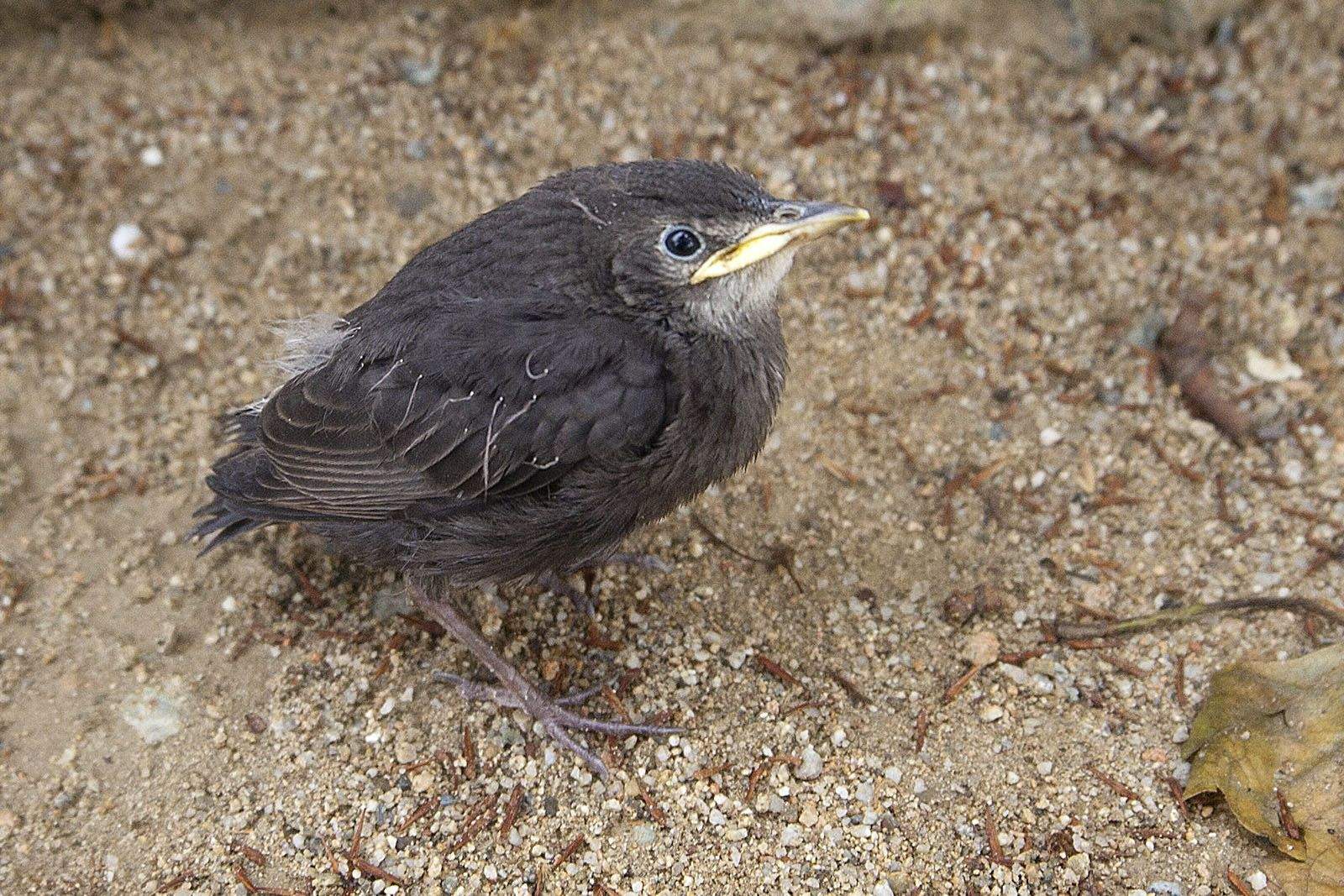 Piu piu FOTO: Artur Ribera