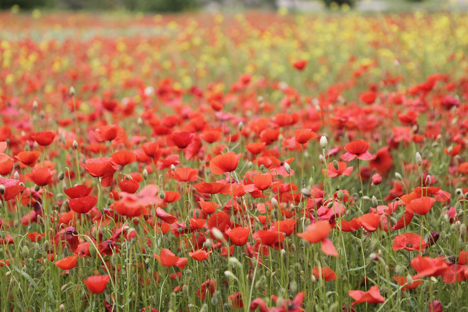 Gallarets a Can Borrell FOTO: Artur Ribera