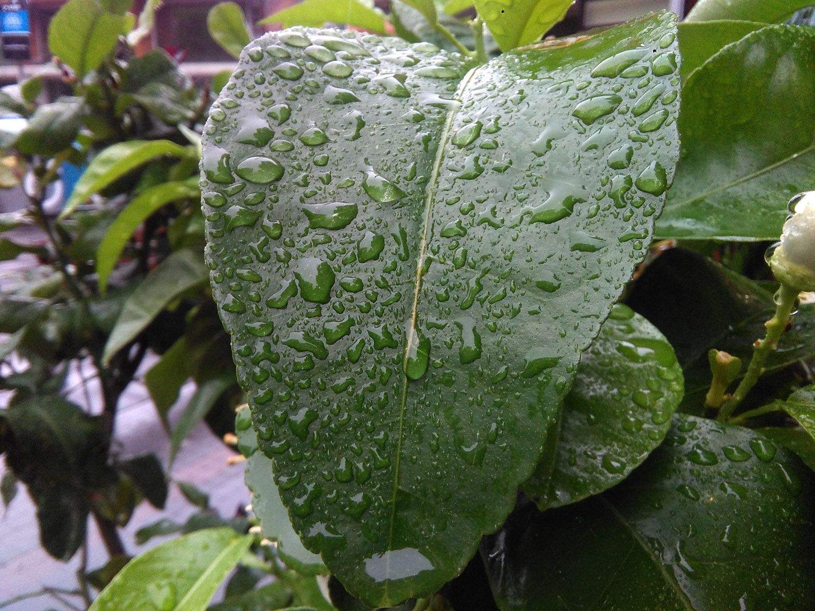 Treu-li la llengua a la pluja FOTO: Haidy Blanch