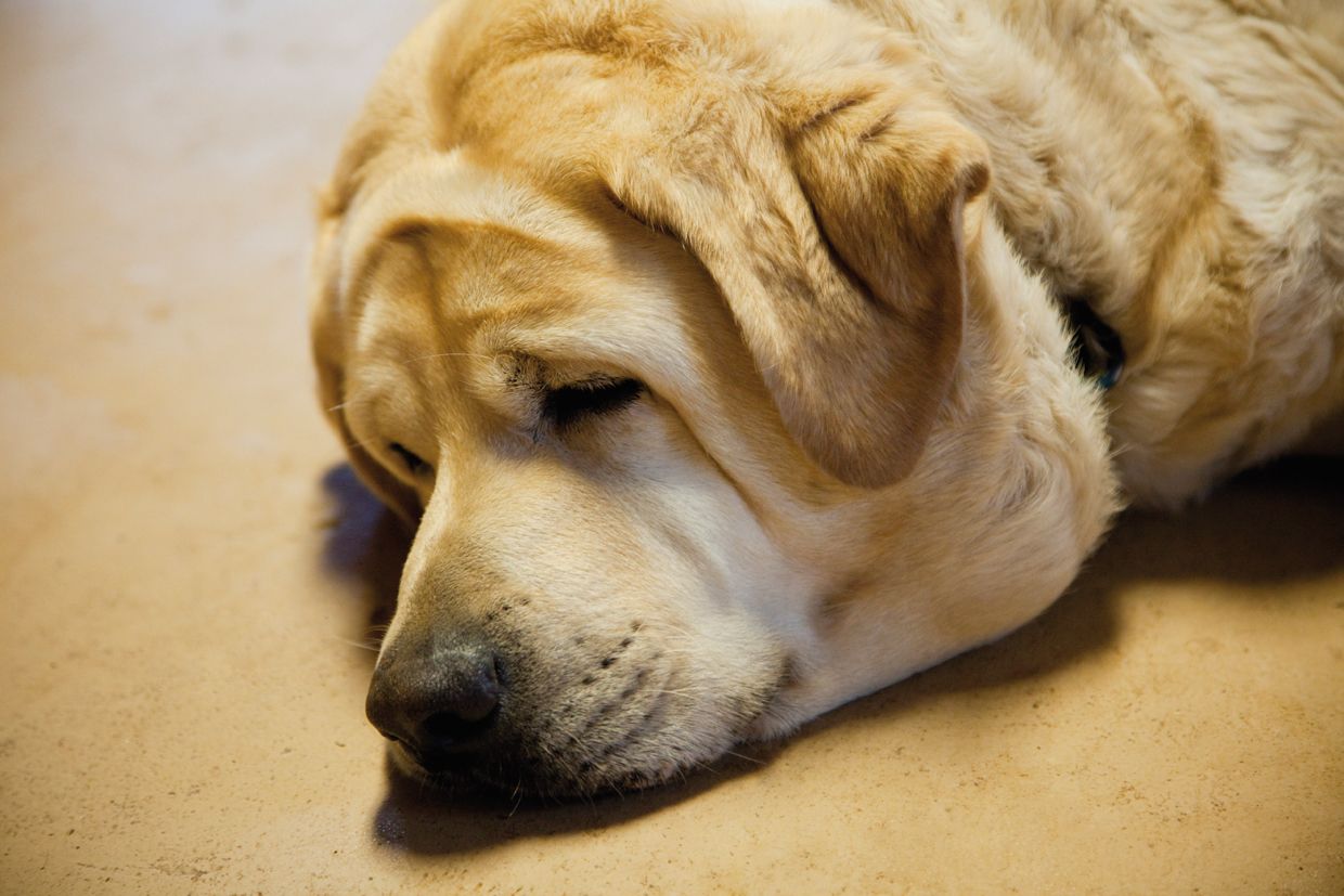 Una mascota amb un pes adequat viurà més i millor