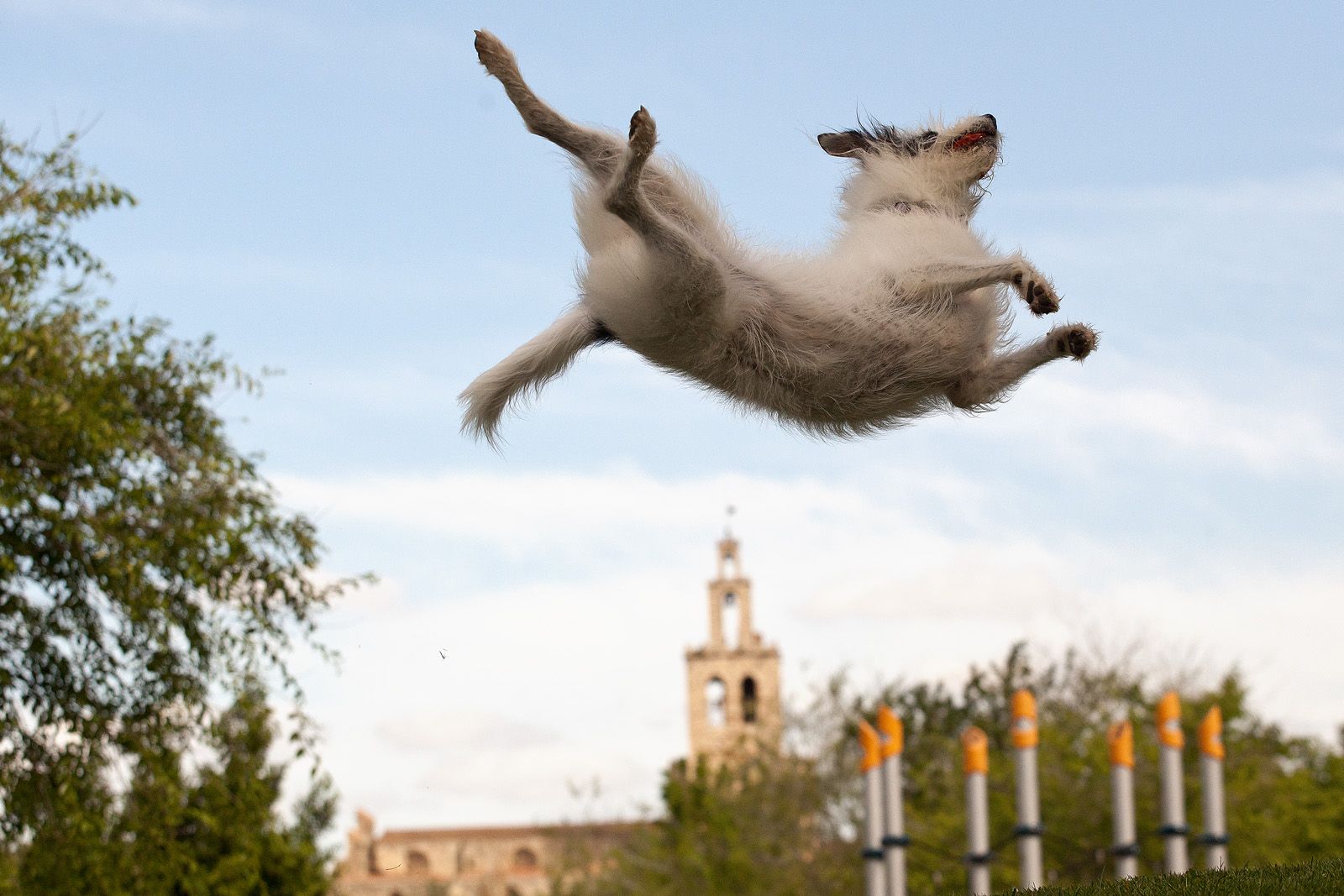 El gos volador  FOTO: Artur Ribera