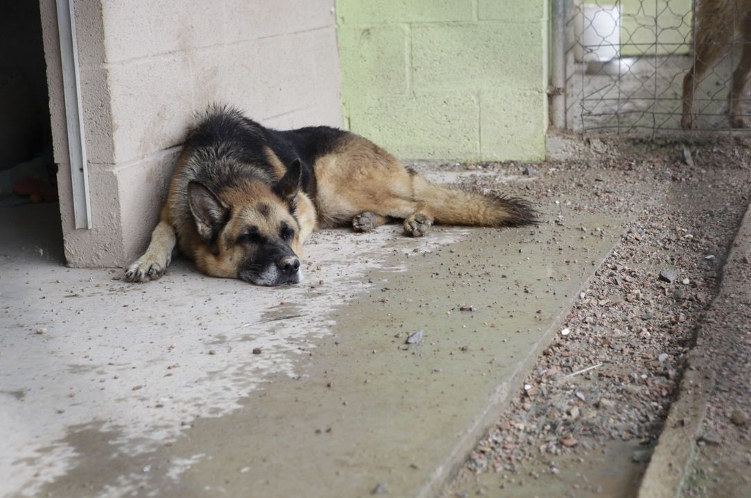 El soroll dels petards provoca atacs de pànic en molts gossos  FOTO: Artur Ribera