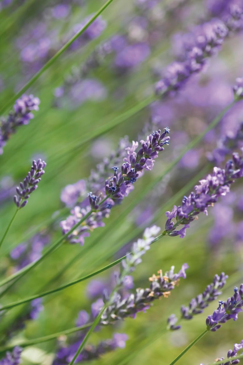 Hi ha certes olors que els mosquits no suporten i convé fer-les servir en el nostre benefici