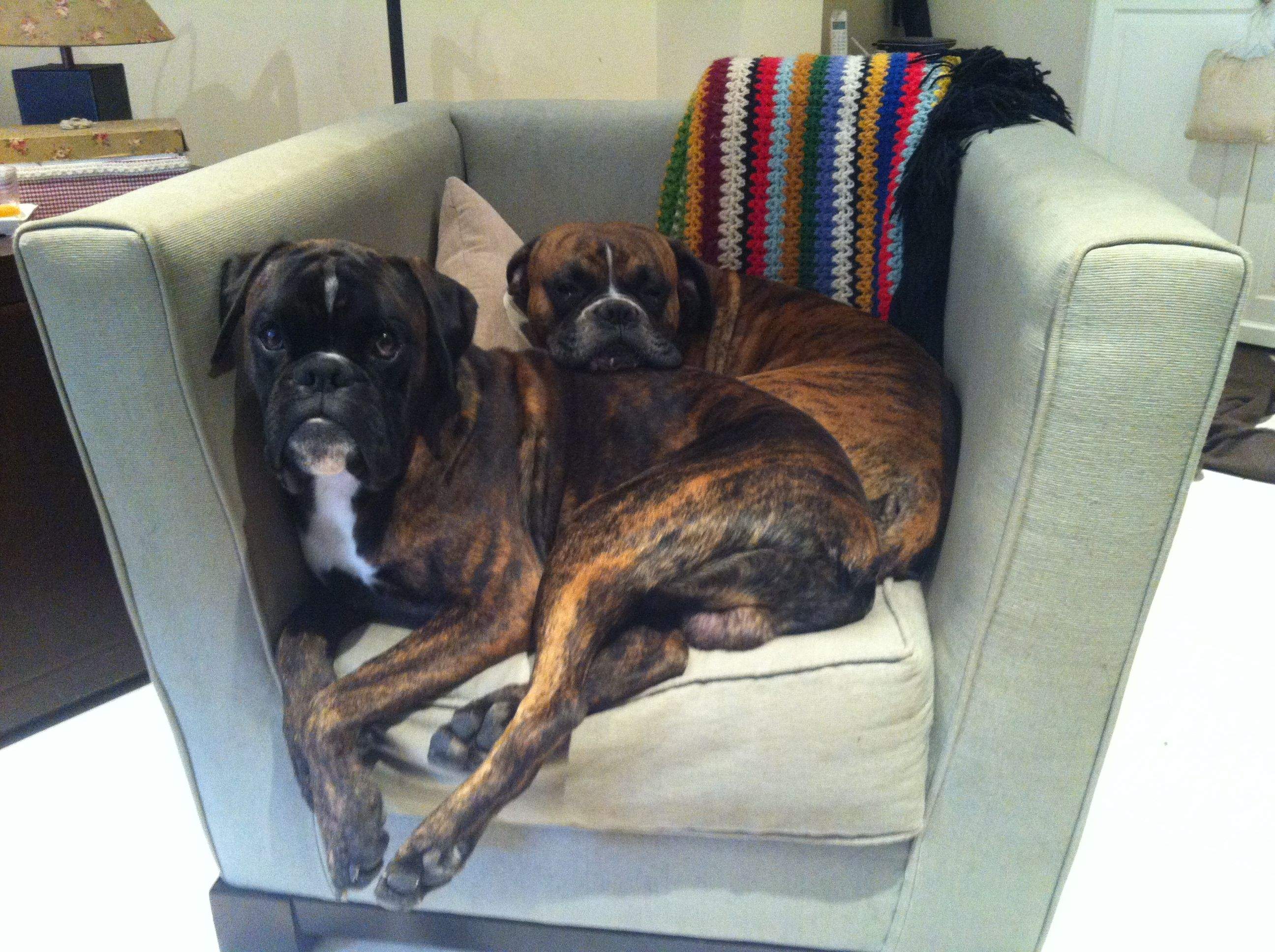 En jack i en roko al sofà de casa seva FOTO: Cedida