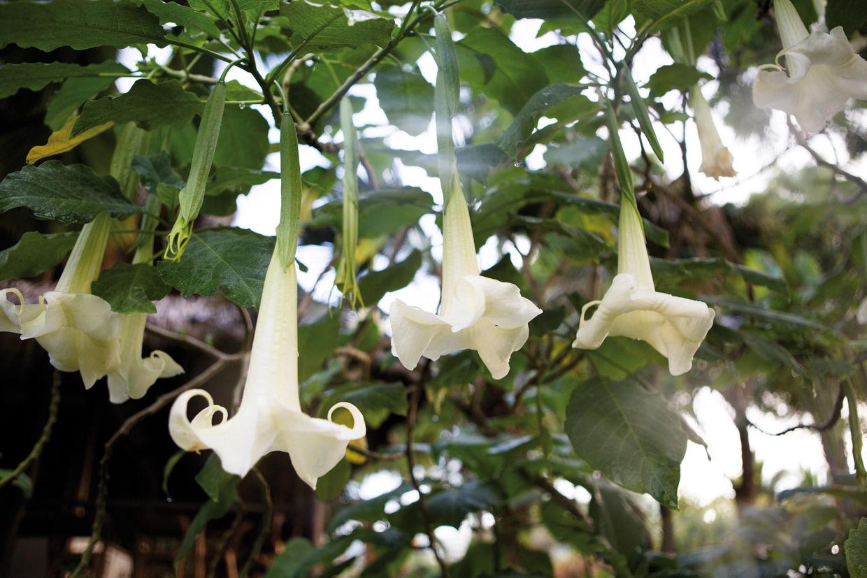 Estramoni (Datura stramonium)