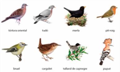 Prop de 200 espècies d'ocells a Bellaterra