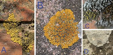 Diverses espècies de líquens trobats al nucli urbà de Sant Cugat: liquen foliaci (A); mosaic de tres espècies de líquens de coloració ben diferent (B); detall dels apotecis, els cossos reproductors del liquen (C); liquen crustaci (D) FOTO: Enric Ortega