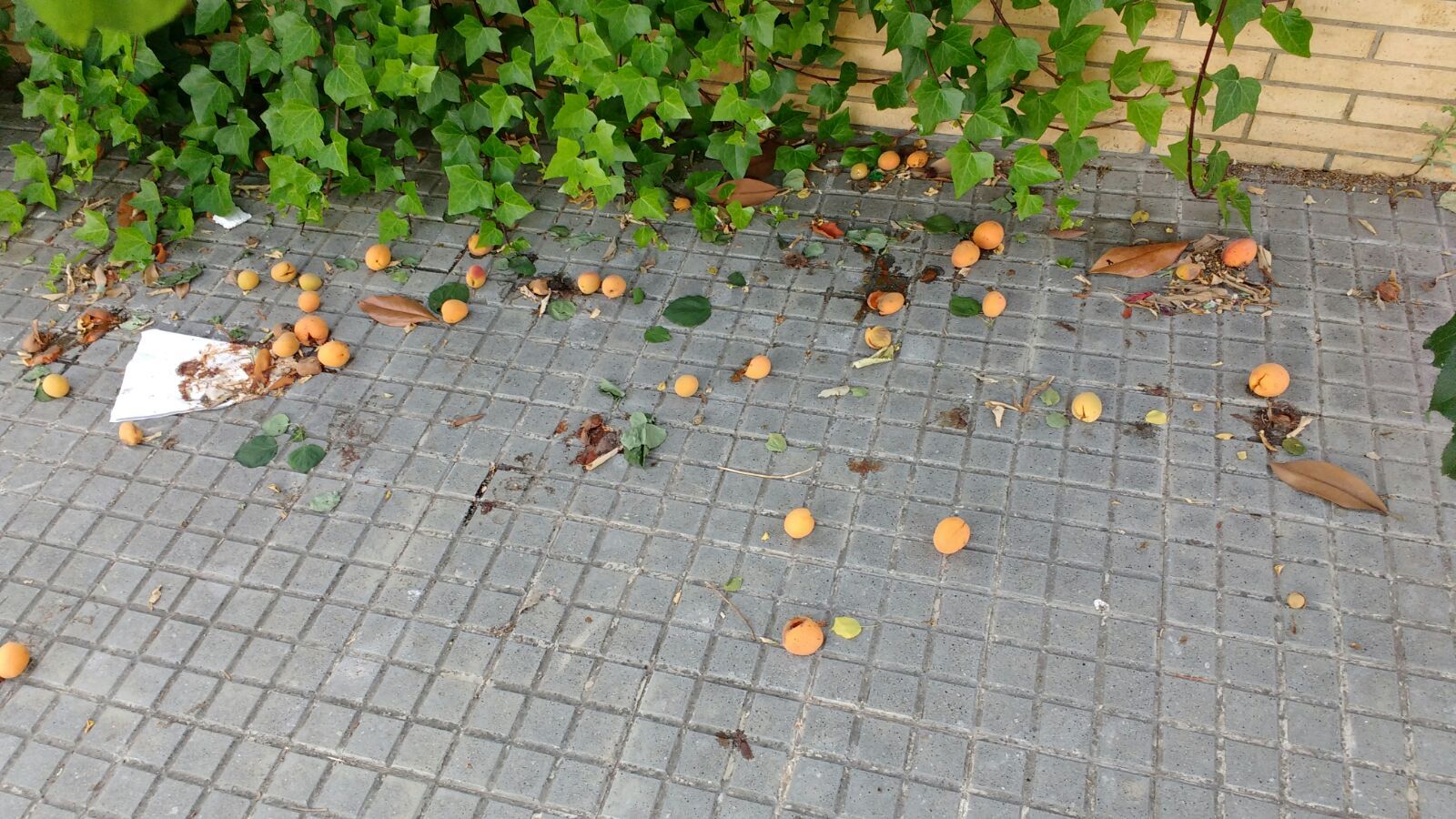 La selva del carrer de Pau Muñoz FOTO: Joan Navarro