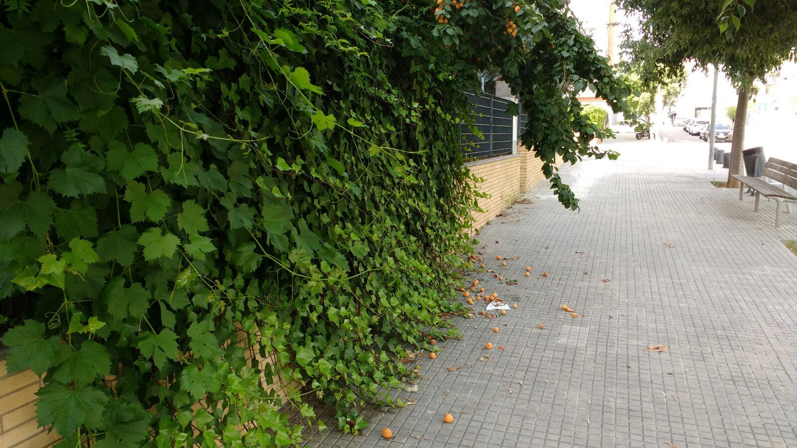 L'heura del carrer de Pau Muñoz FOTO: Joan Navarro