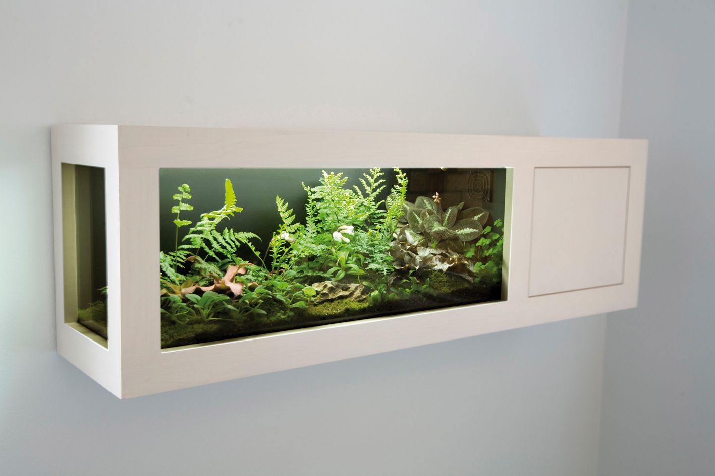 Recordeu reguar-lo amb poca aigua