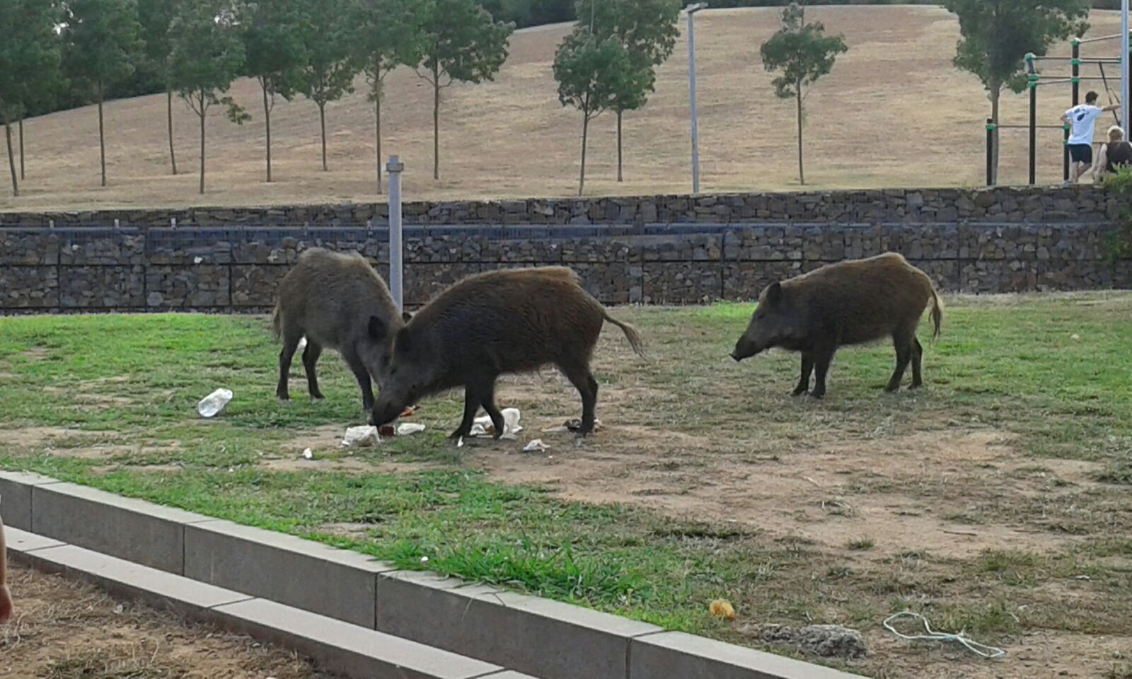 Els senglars a Can Mates FOTO: Núria Boix 