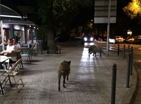 Els senglars van ser vistos a la una de la matinada  FOTO: Pau Deulofeu