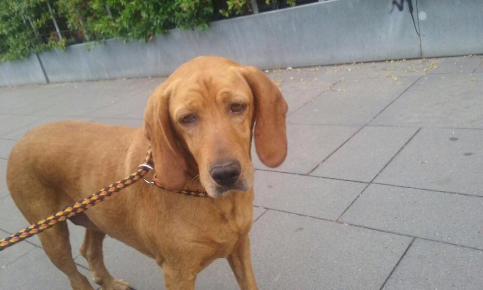 La gossa perduda, Estella. FOTO: Cedida