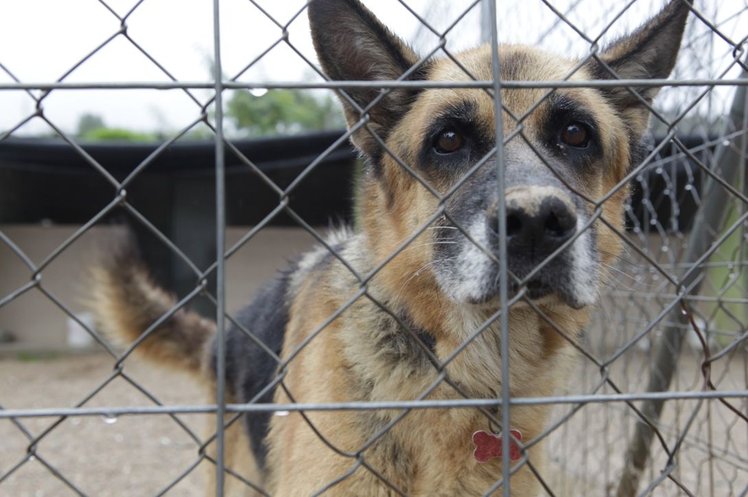 A Sant Cugat, la recollida d'animals la fa Olescan  FOTO: Artur Ribera