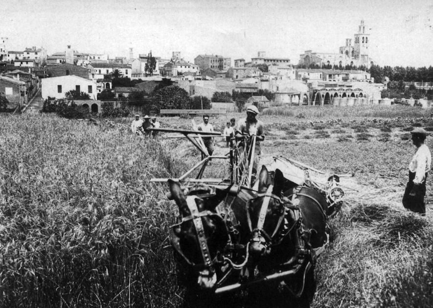 Camps de cereals cultivant-se amb les primeres segadores a l’actual Pla del Vinyet FOTO: Cedida per la família Moncau
