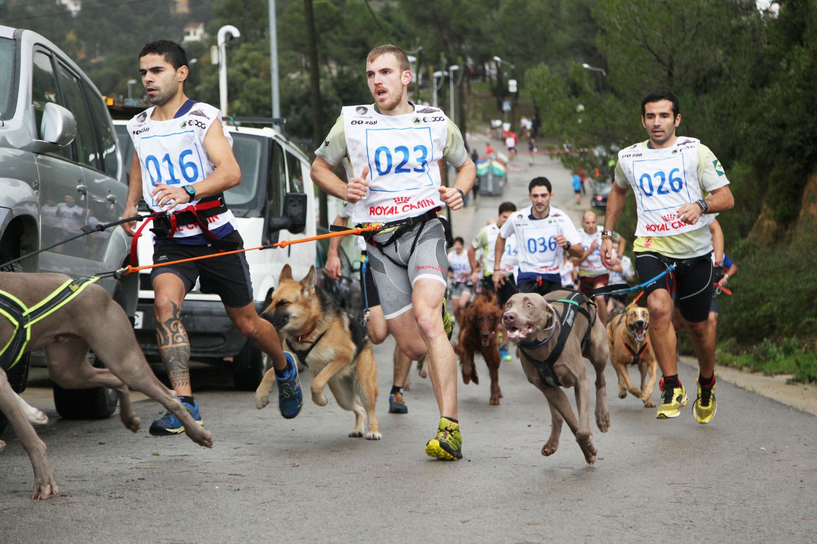 Sortida del primer Canicross de Les Planes FOTO: Lali Puig