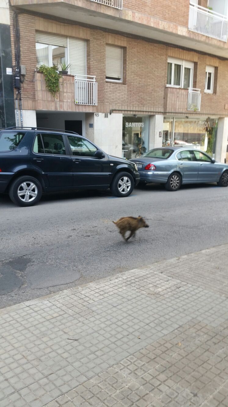 Un senglar circula pel carrer FOTO: Ana Aragones