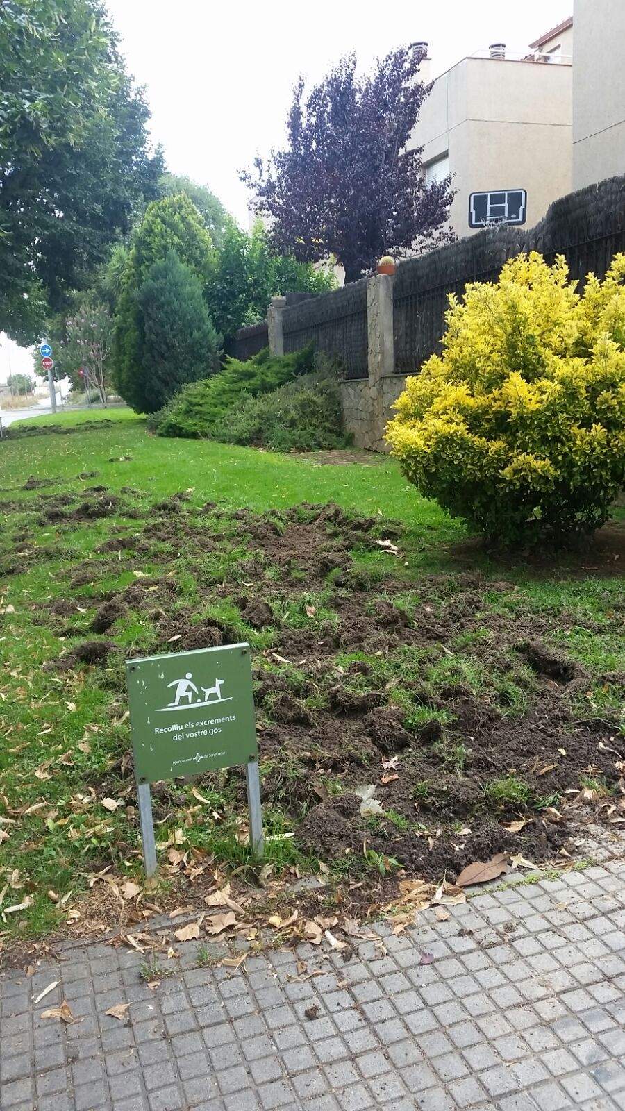 Una altra destrossa dels senglars FOTO: José Llamas