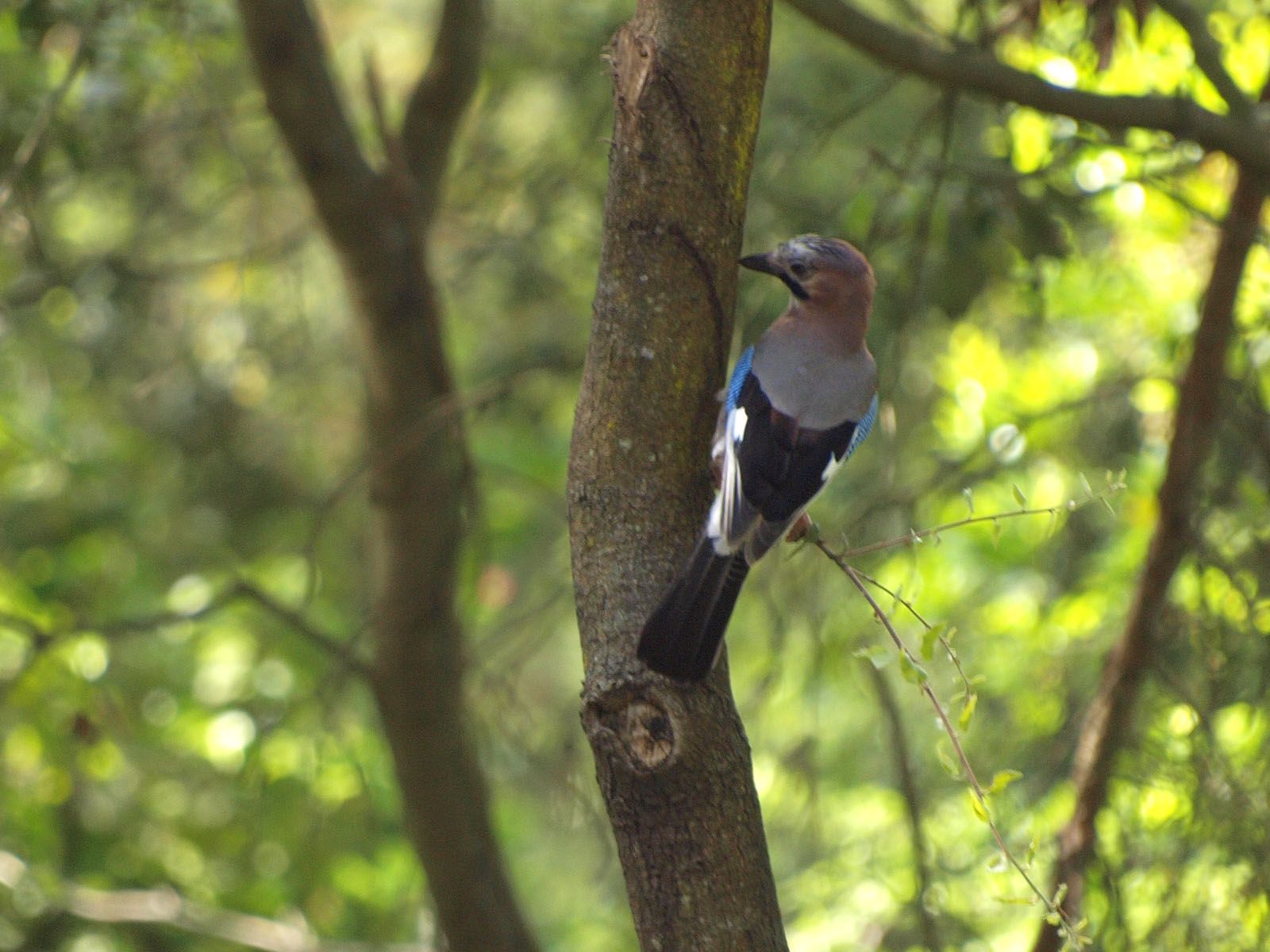 Es manté la calor i la xafogor durant aquesta setmana. FOTO: Artur Ribera 
